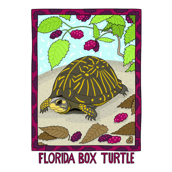 Florida Box Turtle