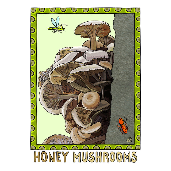 Honey Mushrooms