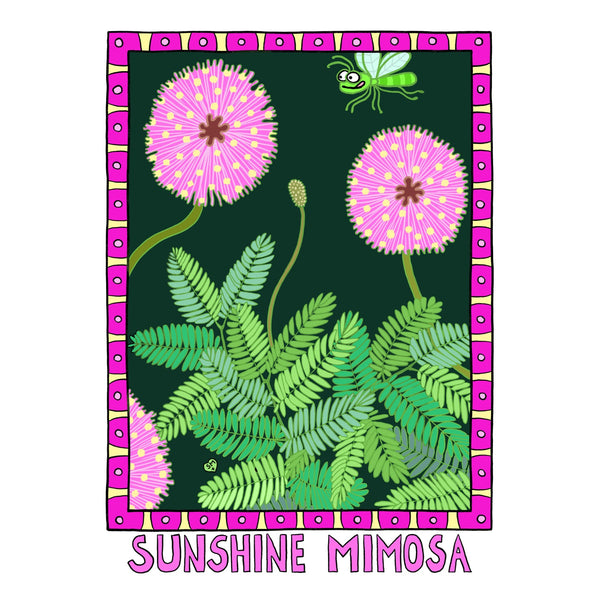 Sunshine Mimosa