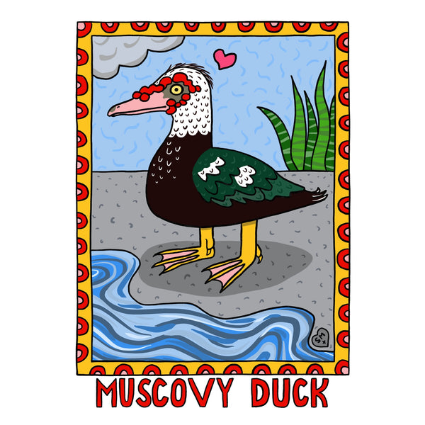Muscovy Duck