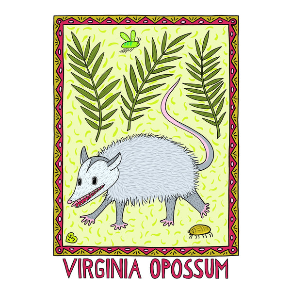 Virginia Opossum
