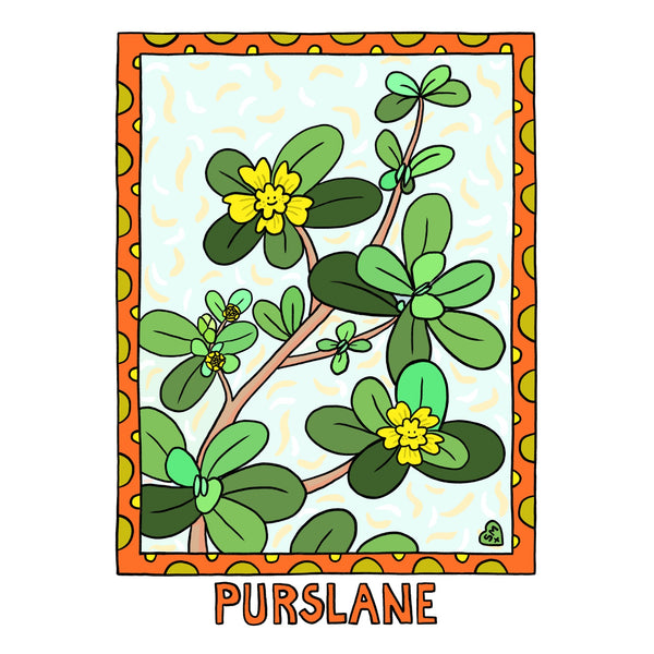 Purslane