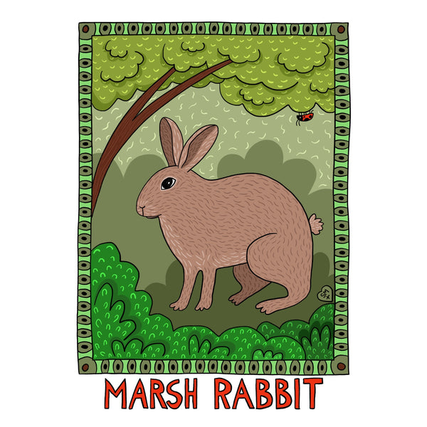 Marsh Rabbit