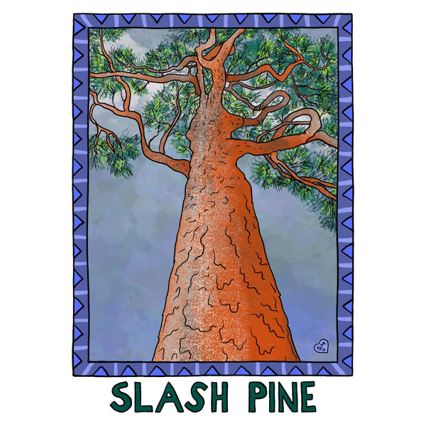 Slash Pine