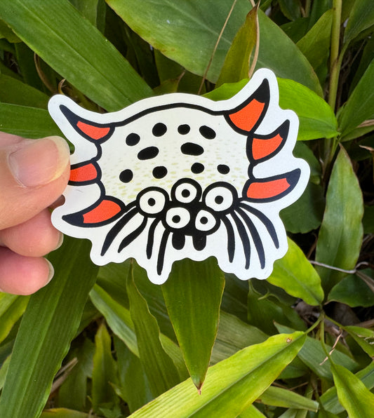 Spiny Orb Weaver