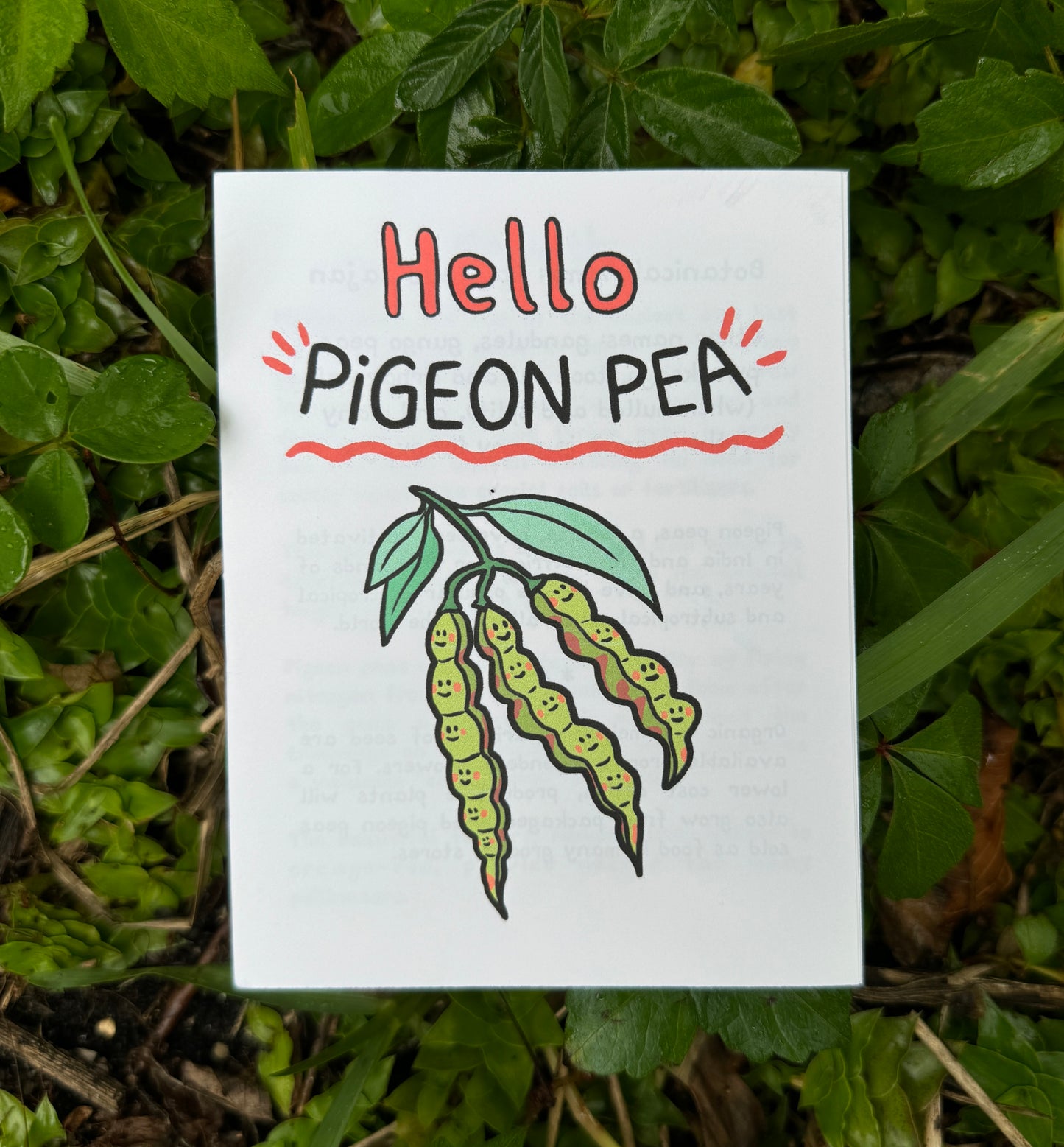 Hello Pigeon Peas