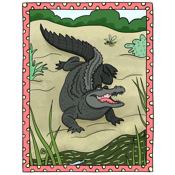 Alligator