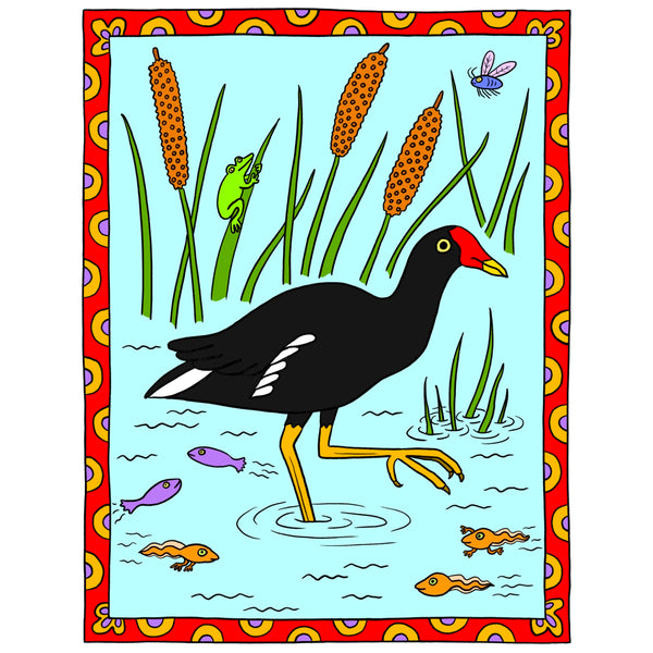 Common Gallinule