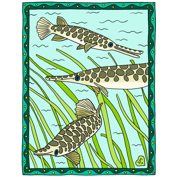 Florida Gar