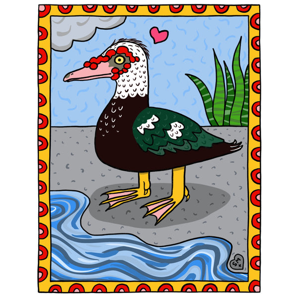 Muscovy Duck