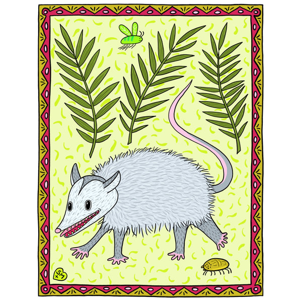 Virginia Opossum