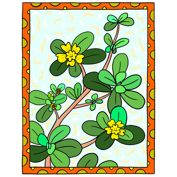 Purslane