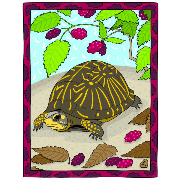 Florida Box Turtle