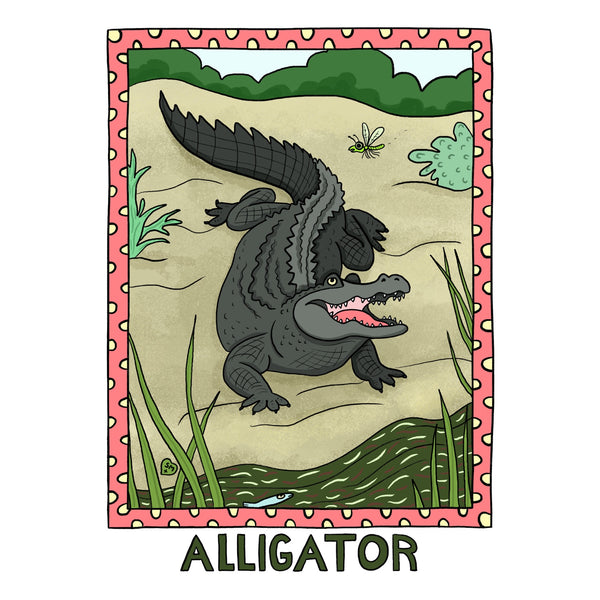 Alligator