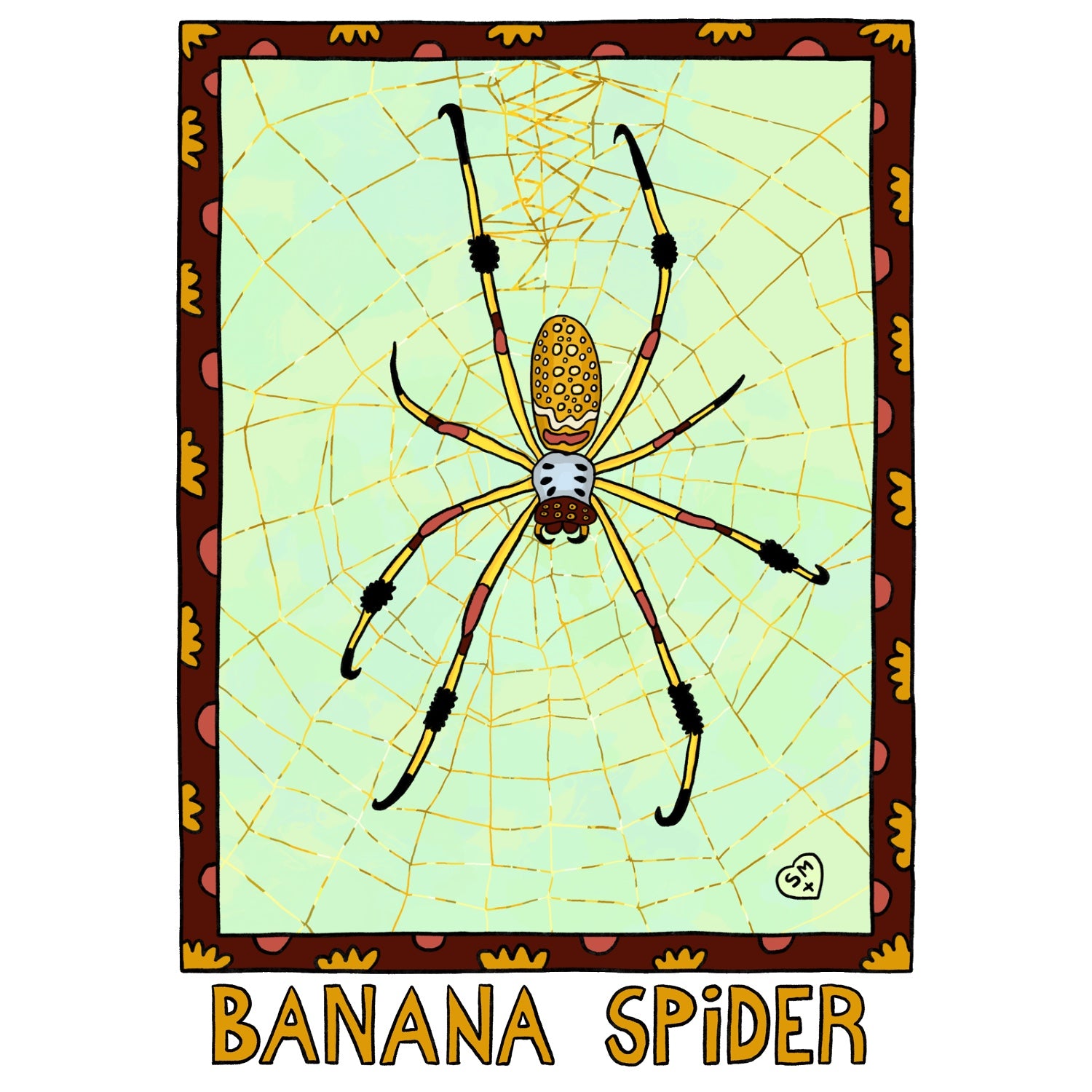 Banana Spider