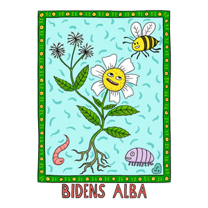 Bidens alba