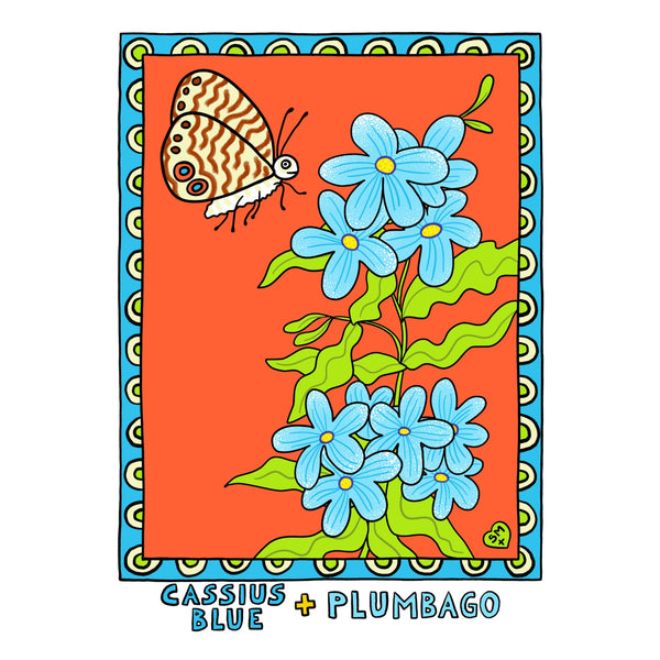 Cassius Blue + Plumbago