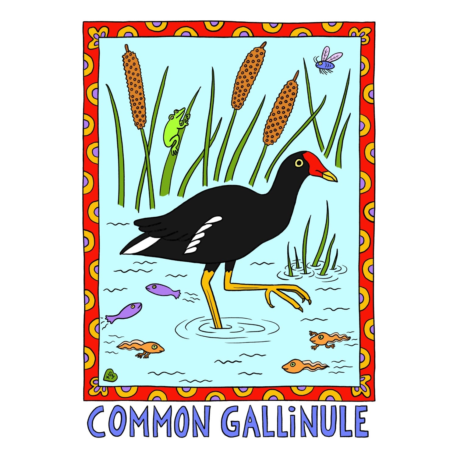 Common Gallinule