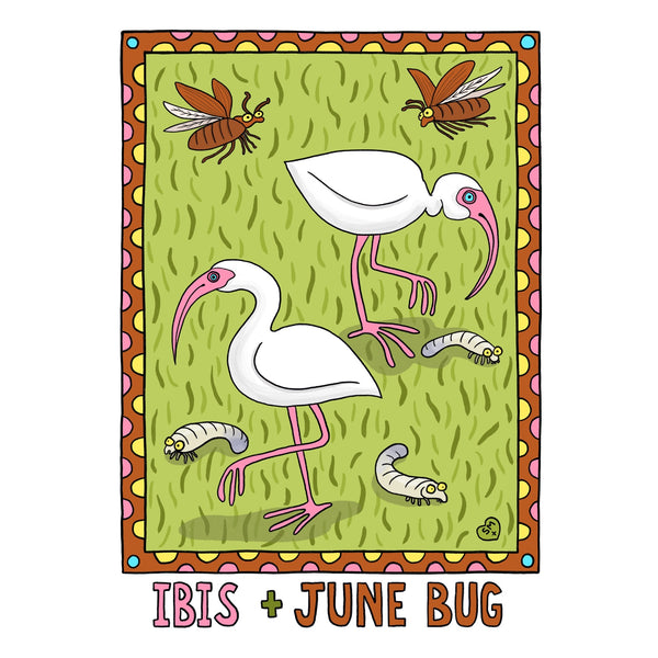 Ibis + Junebug