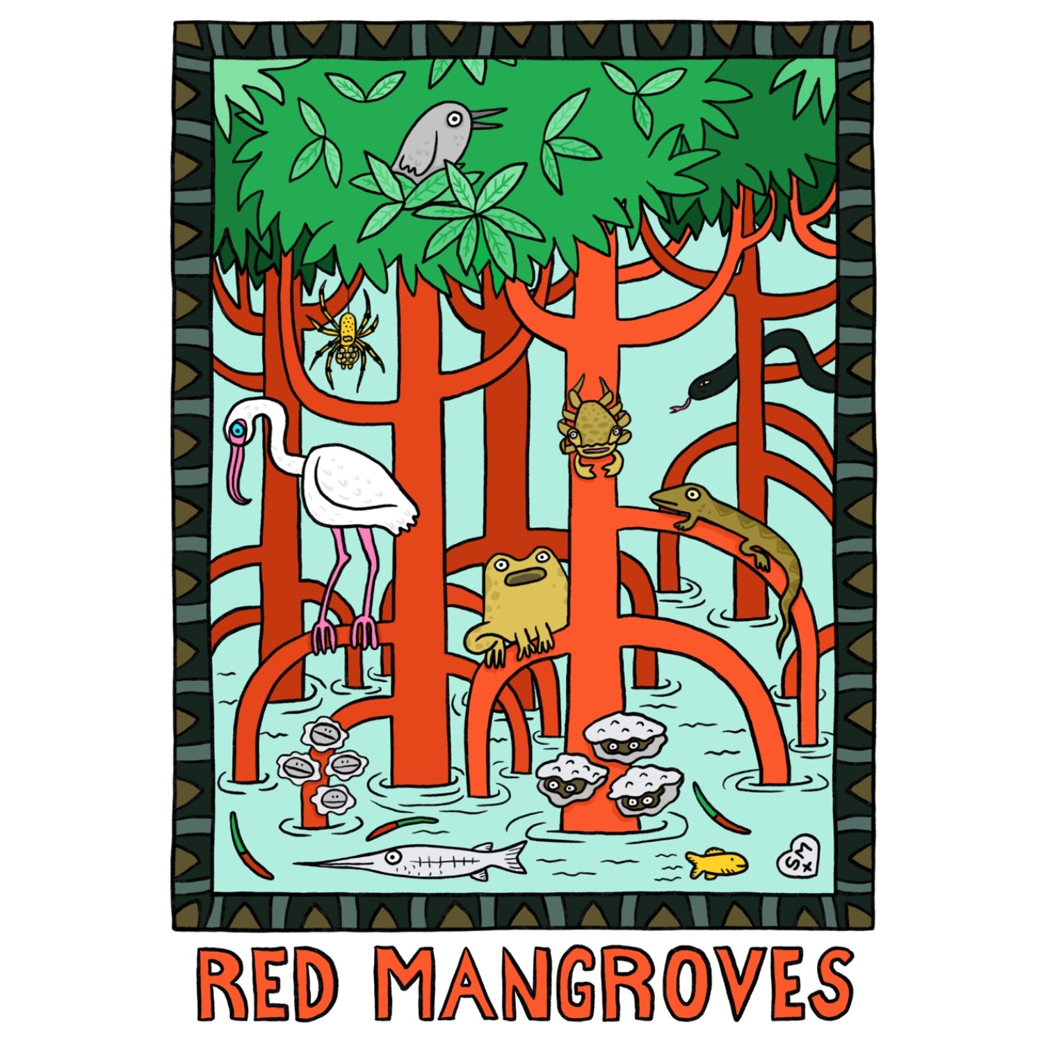 Red Mangrove