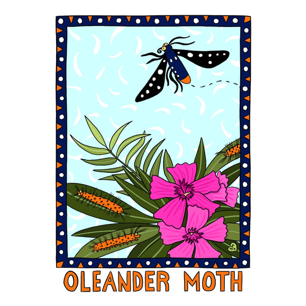 Oleander Moth