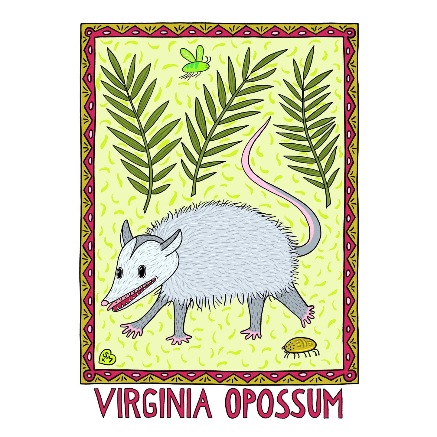 Virginia Opossum