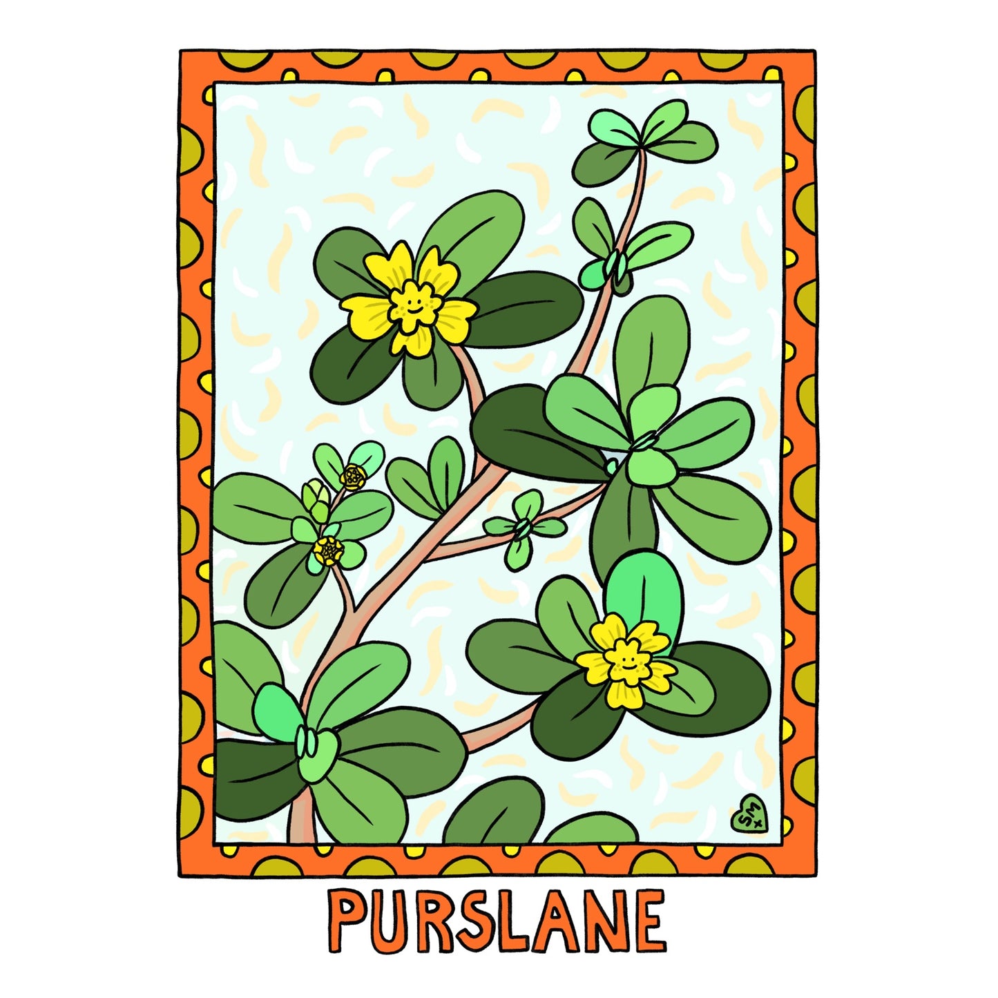Purslane