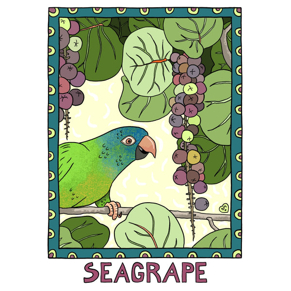 Seagrape