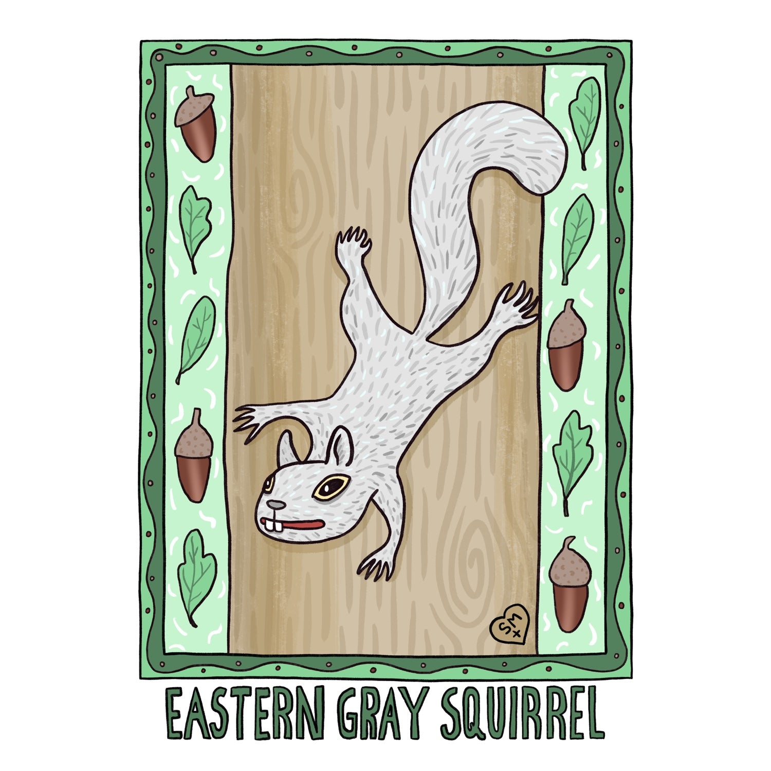 Eastern Gray Squirrel