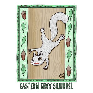 Eastern Gray Squirrel