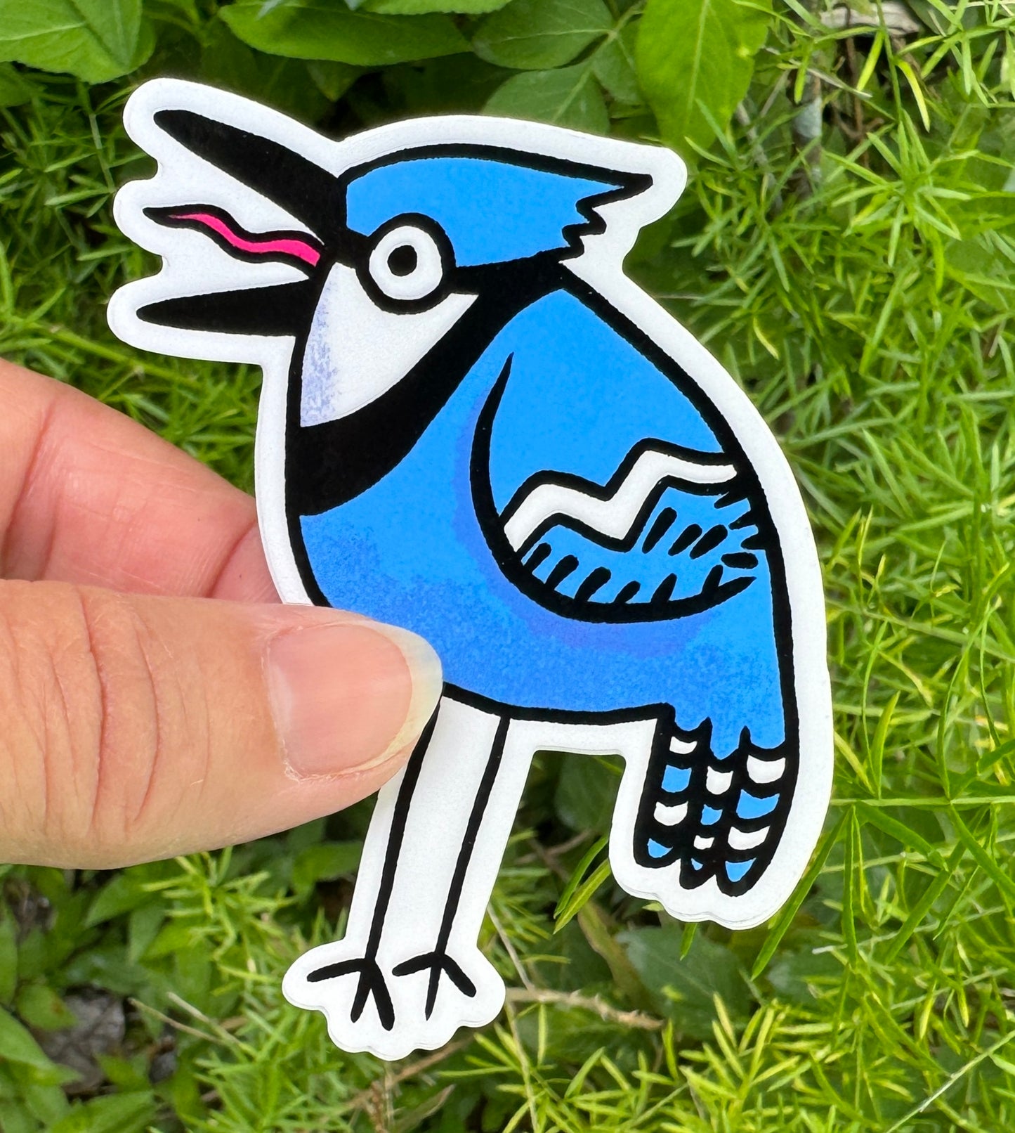 Blue Jay