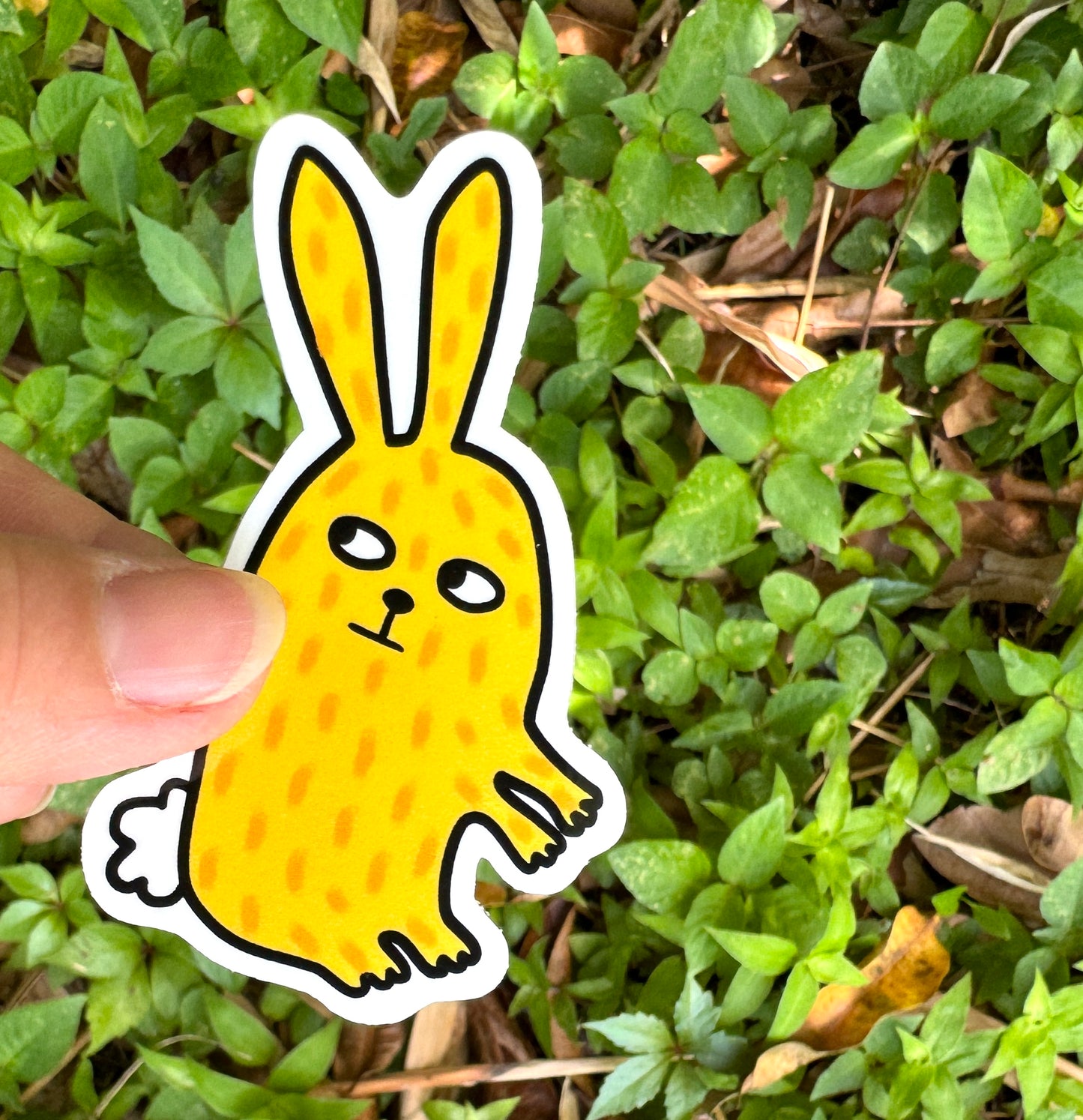 Rabbit