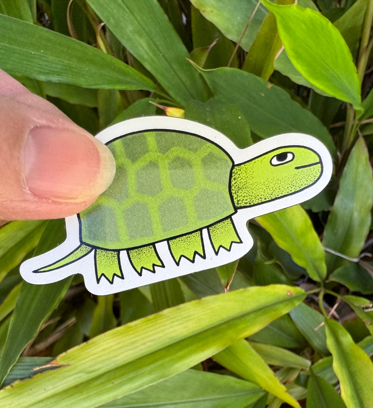 Turtle
