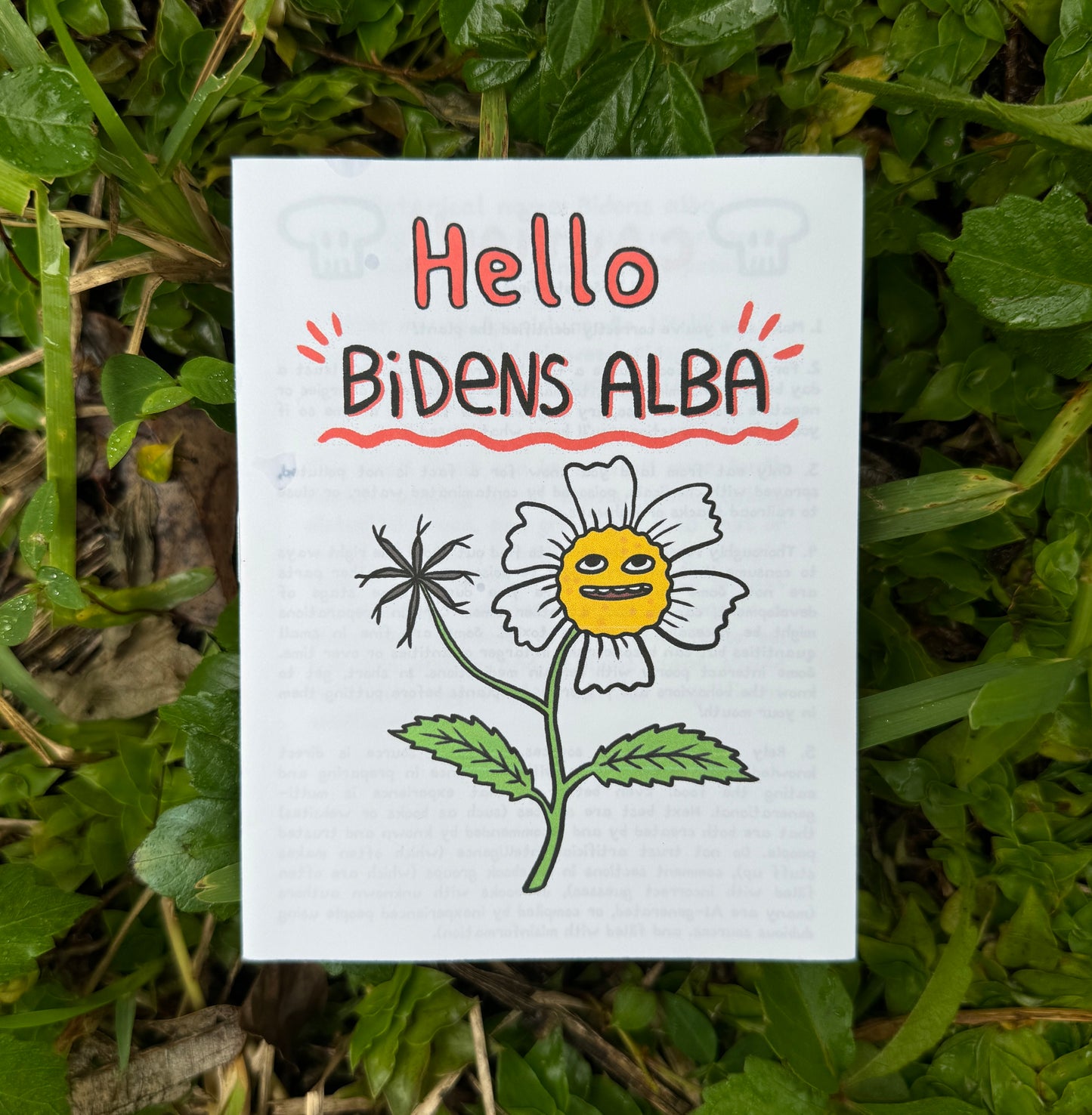 Hello Bidens Alba