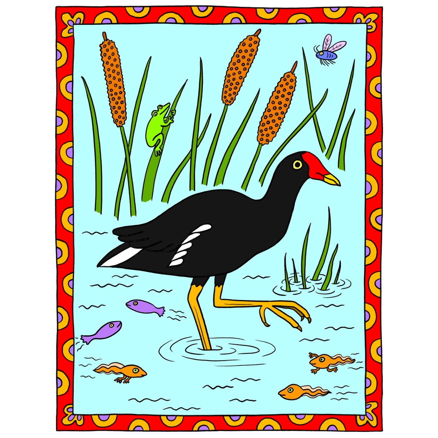 Common Gallinule