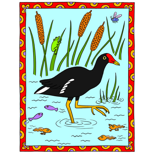 Common Gallinule
